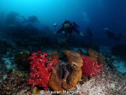 Giant Clams by Wawan Mangile 